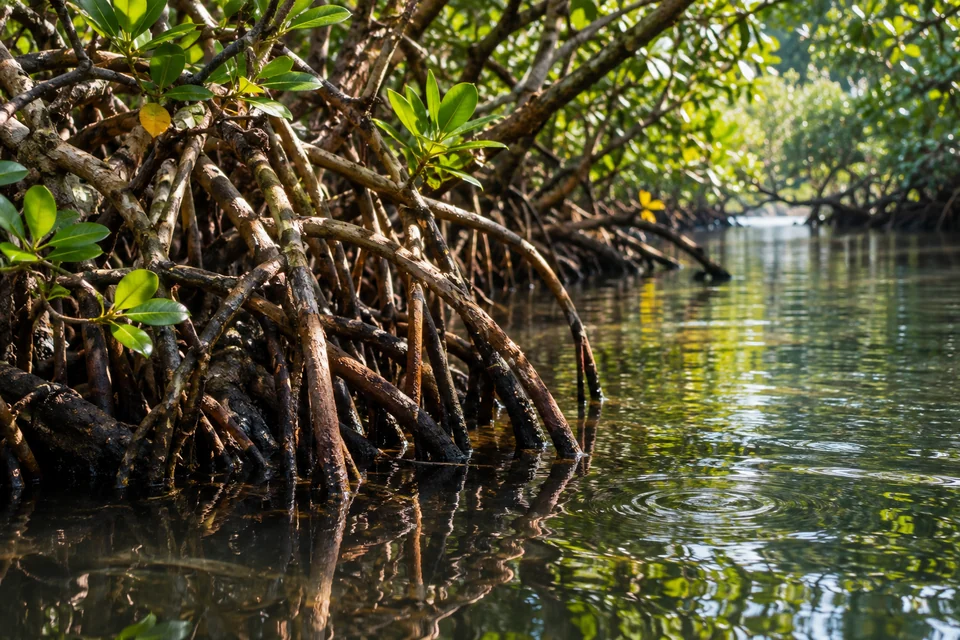 Иллюстрация: корни мангров у воды в Маду-Ганге