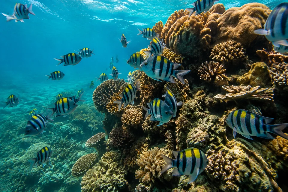 Стайка рифовых рыб в прозрачной воде Андаманского моря