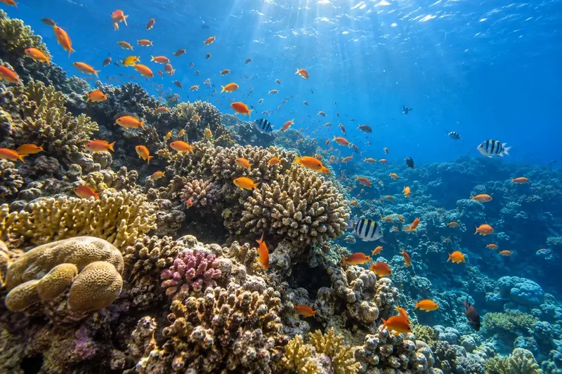 Рыбы над коралловым рифом в Красном море